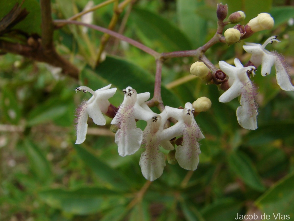 Vitex altissima L.f.